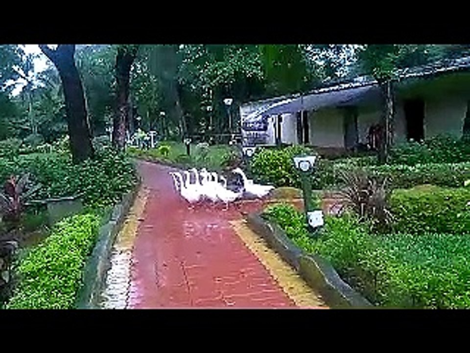 amazing birds