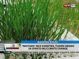 BT: 'Nextgen' rice varieties, tugon umano sa epekto ng climate change