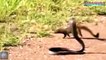 The Great Mongoose Vs King Cobra Fights Compilation