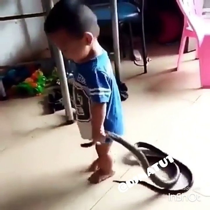 Como este bebe juega con esta serpiente ante sus padres como si fuera un juguete
