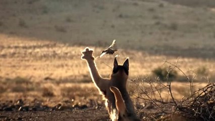 Wild Cat trying to catch a bird