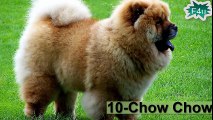 10 Most Expensive Dog Breeds In The World