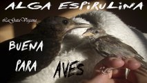 ALGA ESPIRULINA PARA AVES / ALGA BUENA PARA LA RECUPERACIÓN DE AVES ENFERMAS