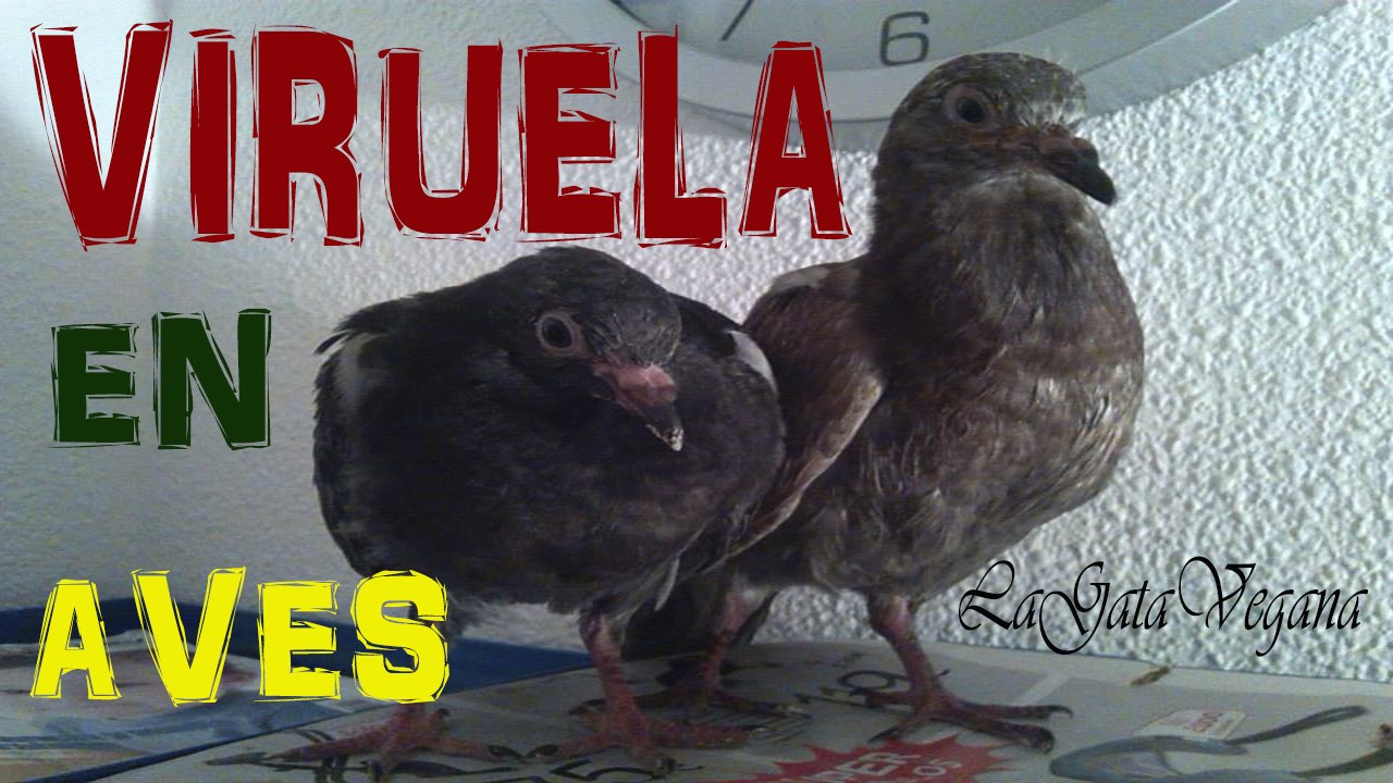 VIRUELA O DIFTERIA EN AVES / SINTOMAS, REMEDIOS Y CONSEJOS PARA LA ENFERMEDAD EN PALOMAS