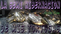 LA SEMI HIBERNACION DE MIS TORTUGAS / OS ENSEÑO COMO PASAN SIEMPRE MIS TORTUGAS EL INVIERNO