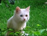 Van Kedisi türkiyenin kedisi renkli gözlü ırk