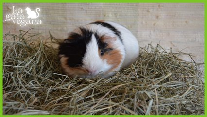 EL HENO.IMPORTANTE Y VITAL PARA ROEDORES Y LAGOMORFOS Y MANERAS DE SUSTITUIRLO