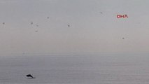 Antalya Konyaaltı Sahilinde Yunus Heyecanı