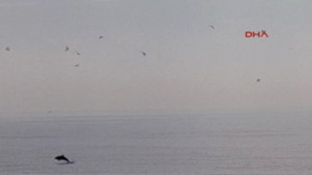 Antalya Konyaaltı Sahilinde Yunus Heyecanı