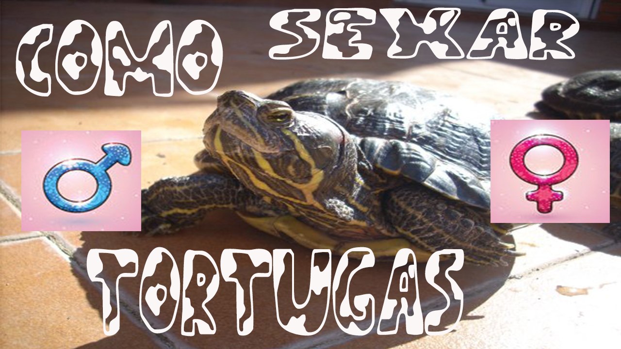 COMO SEXAR TORTUGAS DE AGUA / DISTINGUE HEMBRAS DE MACHOS DE DIFERENTES MANERAS