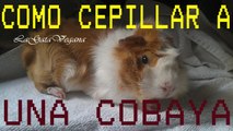 CÓMO CEPILLAR COBAYAS / CONSEJOS PARA EL CEPILLADO DE COBAYAS