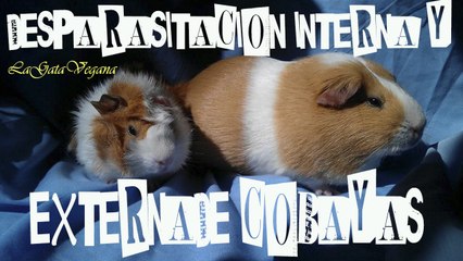 DESPARASITACION INTERNA Y EXTERNA DE COBAYAS / CONSEJOS PARA HACERLO EN CASA