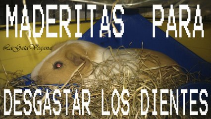 MADERITAS PARA DESGASTAR LOS DIENTES / JUGUETE PARA ROEDORES Y LAGOMORFOS