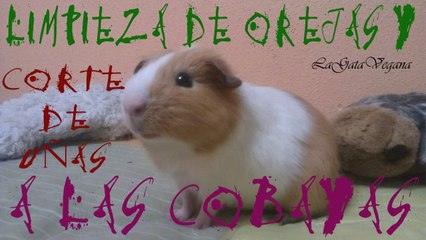 CORTE DE UÑAS Y LIMPIEZA DE OREJAS DE COBAYAS / CONSEJOS DE COMO HACERLO Y DE QUE MANERA