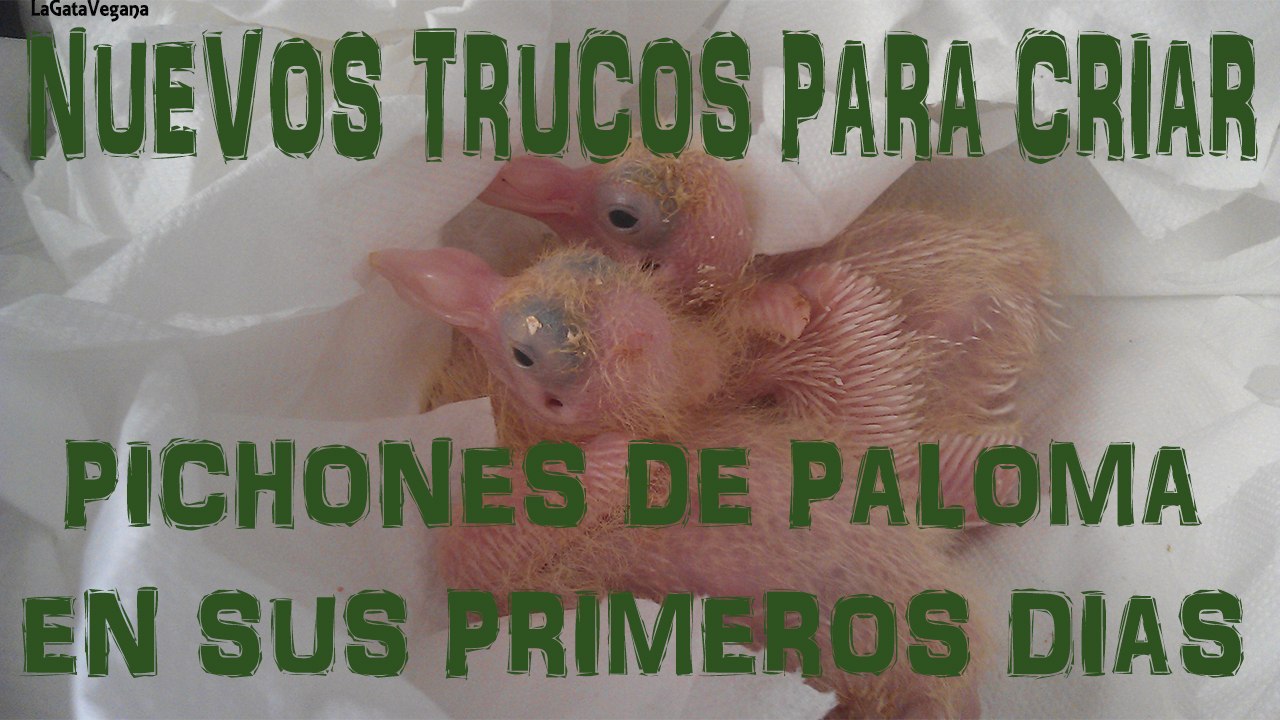 NUEVOS TRUCOS Y NUEVA DIETA PARA CRIAR PICHONES/ PRIMEROS DIAS DE VIDA DE LOS POLLOS