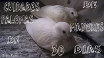 CRIA DE PALOMAS DE 30 DIAS Y ADULTAS / TODOS LOS CUIDADOS NECESARIOS