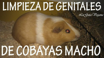 CÓMO LIMPIAR LOS GENITALES DE LAS COBAYA MACHO / CONSEJOS PARA LIMPIAR LA BOLSA INTERTESTICULAR