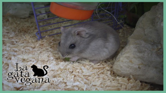 LA ALIMENTACIÓN DE LOS HAMSTERS / LOS ALIMENTOS QUE PUEDEN COMER Y LOS QUE NO