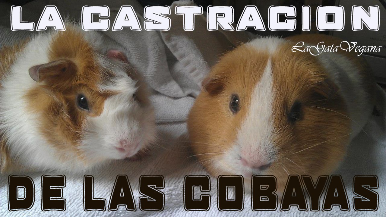 LA CASTRACIÓN EN LAS COBAYAS / MI EXPERIENCIA CON MIS COBAYAS KINTARO Y HIDEKI