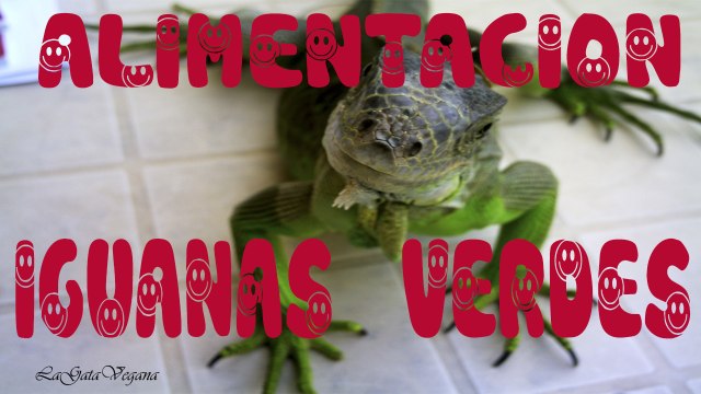 LA ALIMENTACIÓN DE LAS IGUANAS VERDES / LOS ALIMENTOS QUE PUEDEN COMER