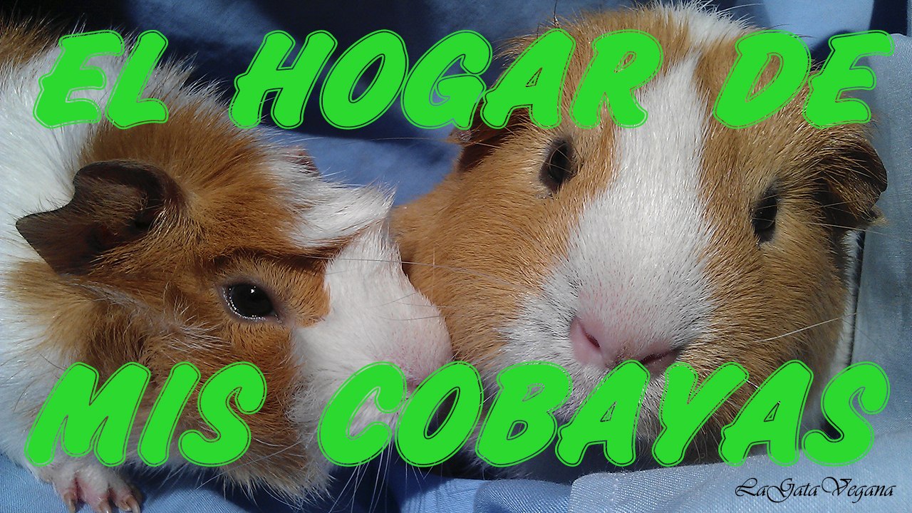 EL HOGAR DE MIS COBAYAS / OS ENSEÑO SU JAULA Y LA HABITACIÓN POR LA QUE VIVEN