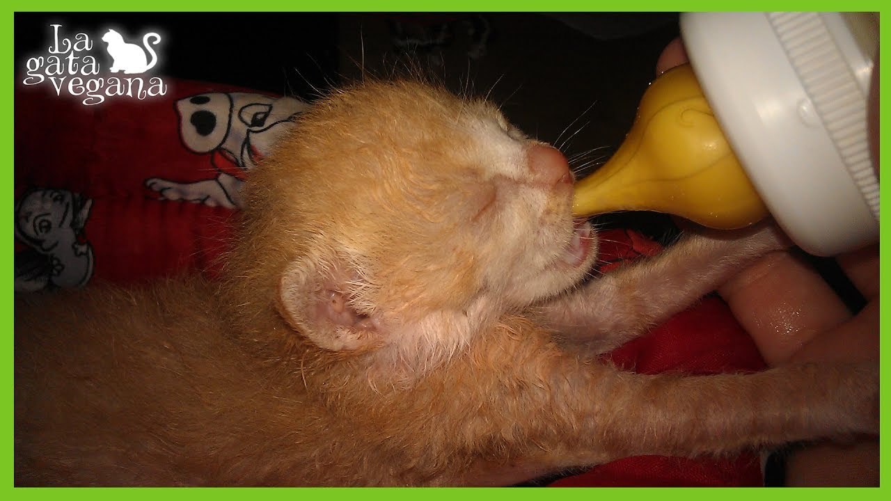 CÓMO CRIAR GATITOS HUÉRFANOS A BIBERÓN / CONSEJOS PARA CUIDAR RECIÉN NACIDOS HUÉRFANOS