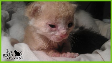 EL ENTROPION EN GATOS Y PERROS / IDENTIFICACIÓN, CAUSAS Y REMEDIOS