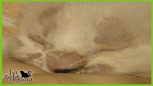 HONGOS Y DERMATITIS EN GATITOS Y PERRITOS / PROBLEMAS DEL LACTANTE Y REMEDIOS