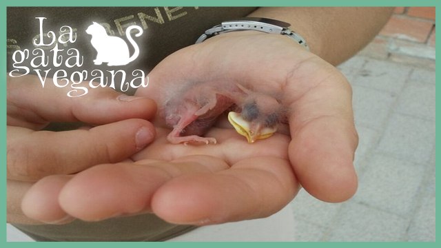 CÓMO CRIAR POLLOS DE GORRIÓN CAIDOS DEL NIDO / CONSEJOS PARA EL CUIDADO DE POLLOS HUERFANOS