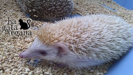 LA JAULA DE LOS ERIZOS QUE TENGO DE ACOGIDA / OS LA ENSEÑO Y OS DOY MI OPINIÓN