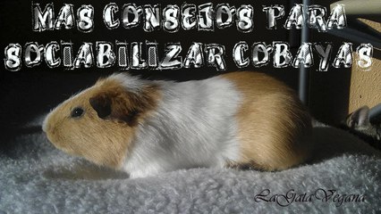 MAS CONSEJOS PARA SOCIABILIZAR COBAYAS Y QUE PIERDAN EL MIEDO A LA GENTE