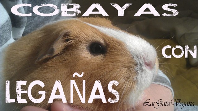 COBAYAS CON LEGAÑAS ¿QUE HACER CUANDO UNA COBAYA TIENE LEGAÑAS? / CONSEJOS CASEROS
