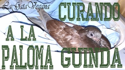 TRATAMIENTO DE LA  PALOMA GUINDA CON SALMONELLOSIS,TRICOMAS E INFECCION OCULAR)