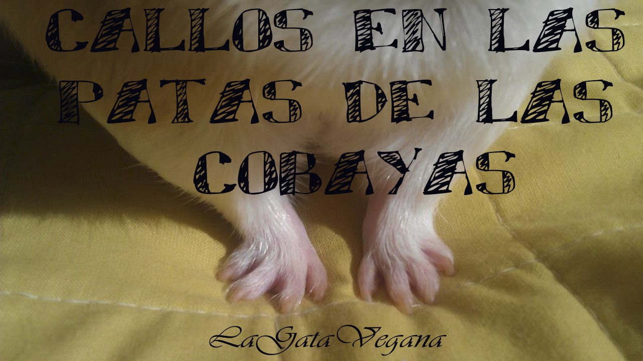 CALLOS EN LAS PATAS DE LAS COBAYAS / SIMTOMAS, TRATAMIENTO Y FORMAS DE PREVENIRLOS