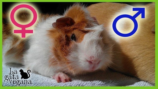 CÓMO SEXAR A UNA COBAYA / CÓMO SABER SI ES HEMBRA O MACHO / TRUCO MUY SENCILLO PARA IDENTIFICARLAS