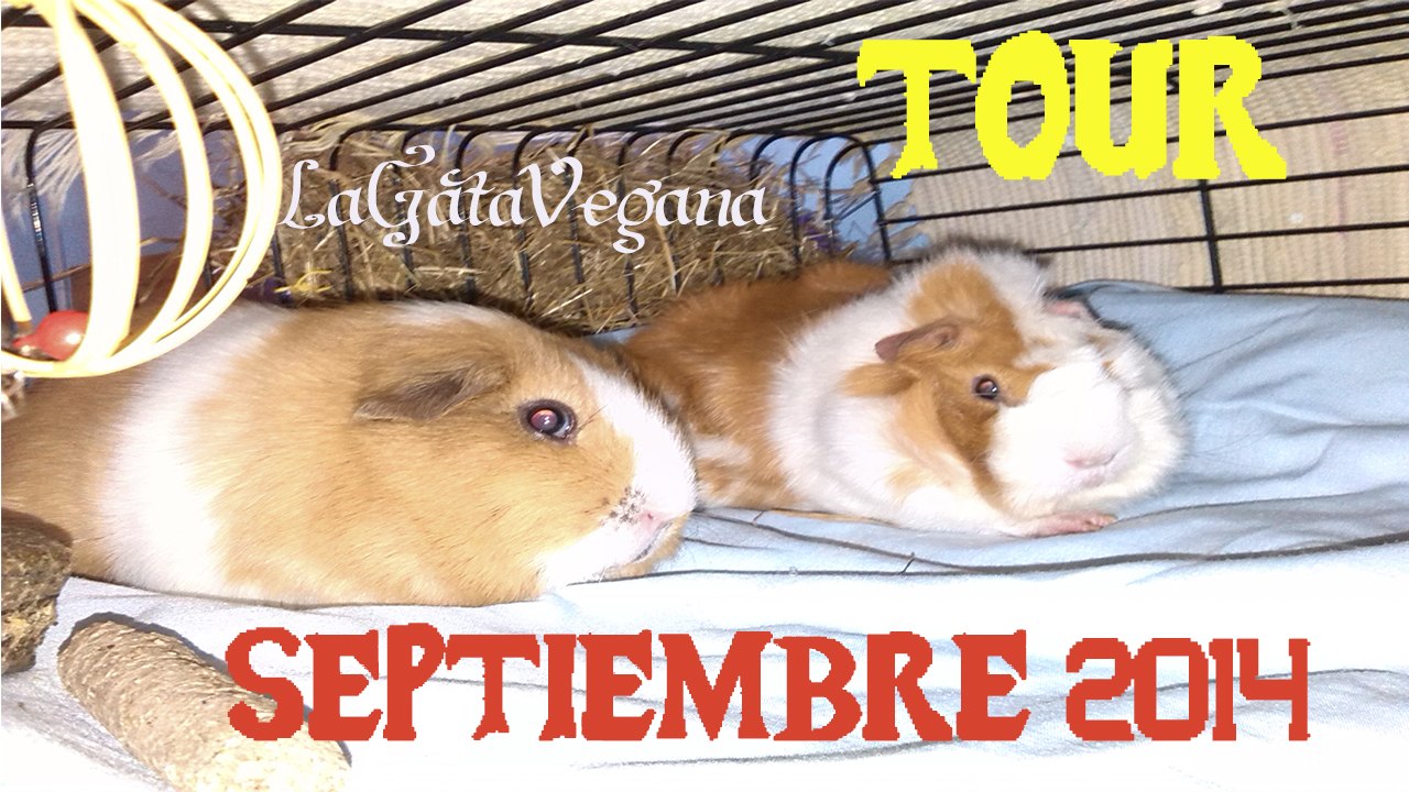 TOUR COBAYAS SEPTIEMBRE 2014 / NOVEDADES EN LA HABITACIÓN DE MIS COBAYAS