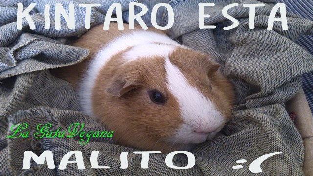 KINTARO ESTÁ MALITO / COBAYA CON MALOCLUSIÓN DENTAL, DIARREA Y PROBLEMAS RESPIRATORIOS