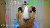 UN RAYITO DE ESPERANZA PARA KINTARO / COBAYA CON MALOCLUSION DENTAL