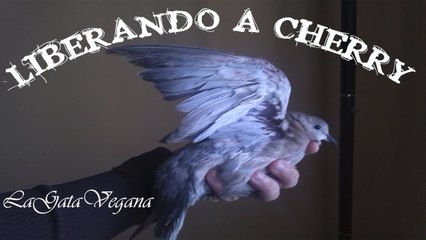 LIBERANDO A CHERRY / TÓRTOLA TURCA CURADA DE UN POXVIRUS VUELVE A LA LIBERTAD