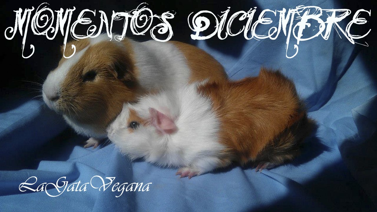MOMENTOS DE DICIEMBRE DE MIS COBAYAS KINTARO Y HIDEKI / DESCUBREN LAS NOVEDADES DEL MES