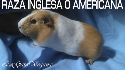 COBAYAS DE RAZA INGLESA O AMERICANA / CARACTERÍSTICAS GENERALES DE LA RAZA INGLESA O AMERICANA