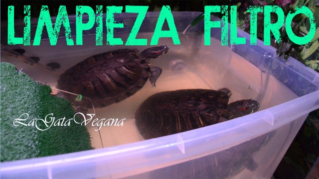 CÓMO LIMPIAR UN FILTRO PARA TORTUGAS / CONSEJOS PARA LIMPIARLO SIN PRODUCTOS QUÍMICOS