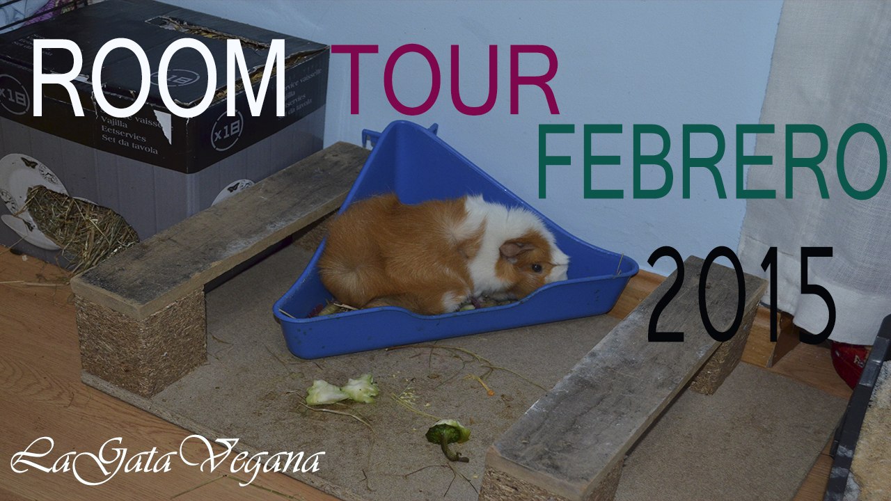 ROOM TOUR COBAYAS FEBRERO 2015 / LA HABITACIÓN Y LA JAULA DE MIS COBAYAS ESTE MES