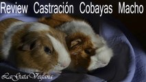 REVIEW DE CASTRACIÓN DE COBAYAS MACHO / OPINIÓN TRAS MI EXPERIENCIA CON MIS COBAYAS