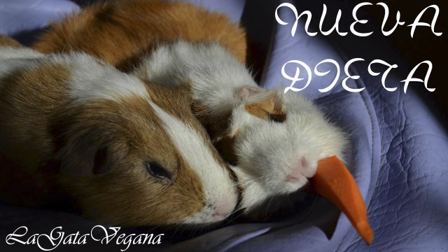 NUEVA DIETA DE MIS COBAYAS PARA EVITAR PROBLEMAS DENTALES / CONSEJOS DE ALIMENTACIÓN