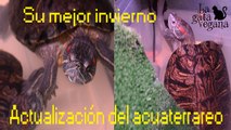 EL MEJOR INVIERNO DE MIS TORTUGAS / ACTUALIZACIÓN DEL ACUATERRARIO Y HÁBITOS DE LAS TORTUGAS