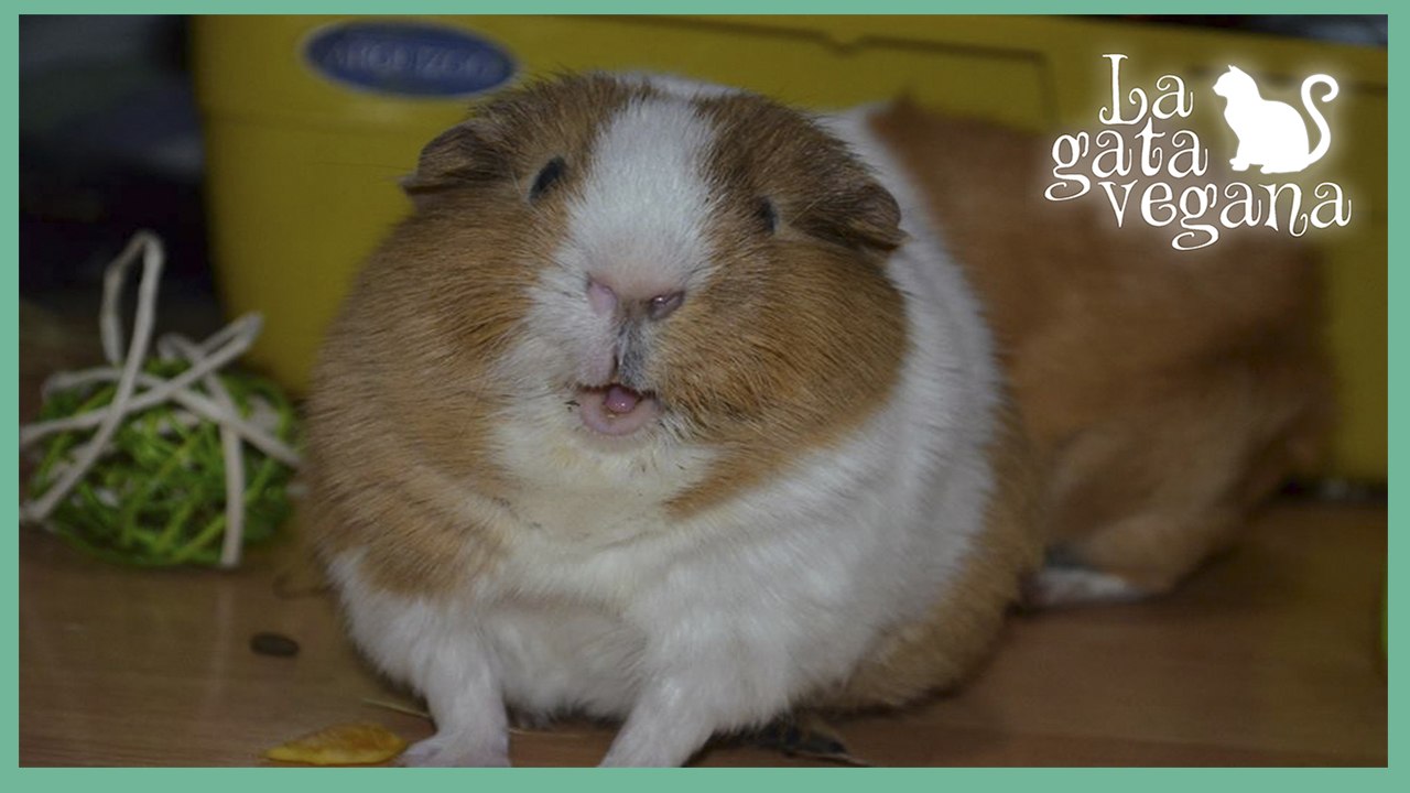 10 CONSEJOS PARA QUE TU COBAYA SEA  FELIZ / TIPS PARA EL CUIDADO Y BIENESTAR DE UNA COBAYA