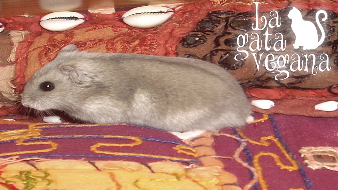 HAMSTERS: ¿DEBEN VIVIR SOLOS? / LA VIDA SOCIAL DE LOS HAMSTERS EN CAUTIVIDAD