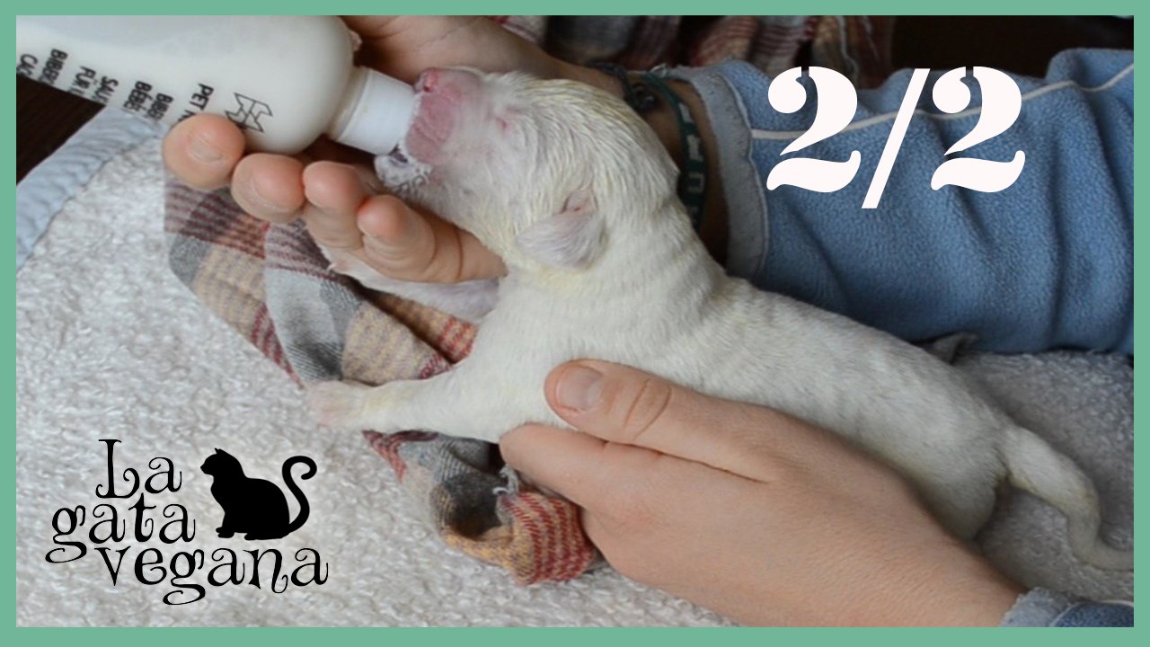 CRIAR CACHORROS DE PERRO A BIBERÓN 2/2 / CONSEJOS ESPECIALES PARA CACHORROS HUERFANOS