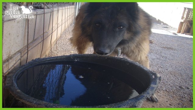 GOLPES DE CALOR EN ANIMALES: PRIMEROS AUXILIOS, SÍNTOMAS Y PREVENCIÓN DE LA HIPERTERMIA
